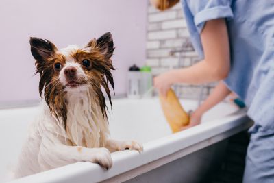 Pet Grooming and Pet Sitting Insurance in Scottsdale, AZ by The Garzella Group