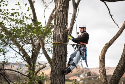 Tree Trimming Insurance in Scottsdale, AZ by The Garzella Group